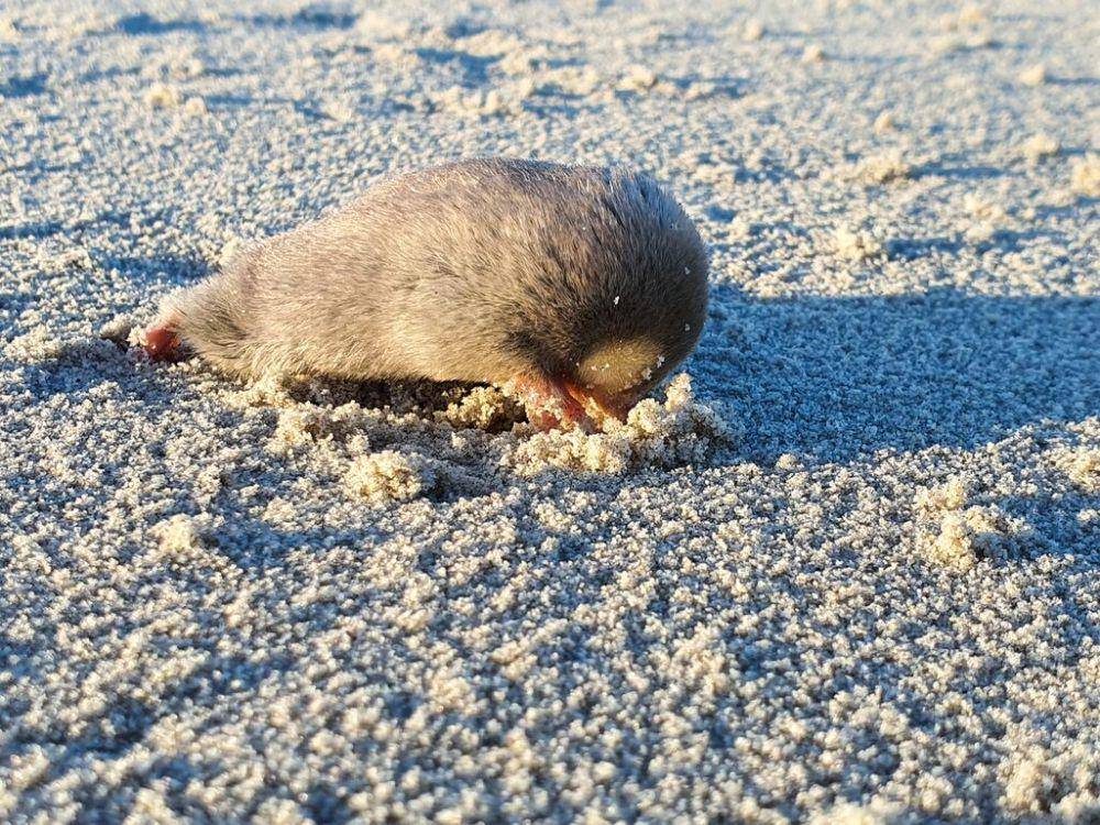 potret De Winton's golden mole menggali tanah (assets.globalwildlife.org/JP Le Roux)