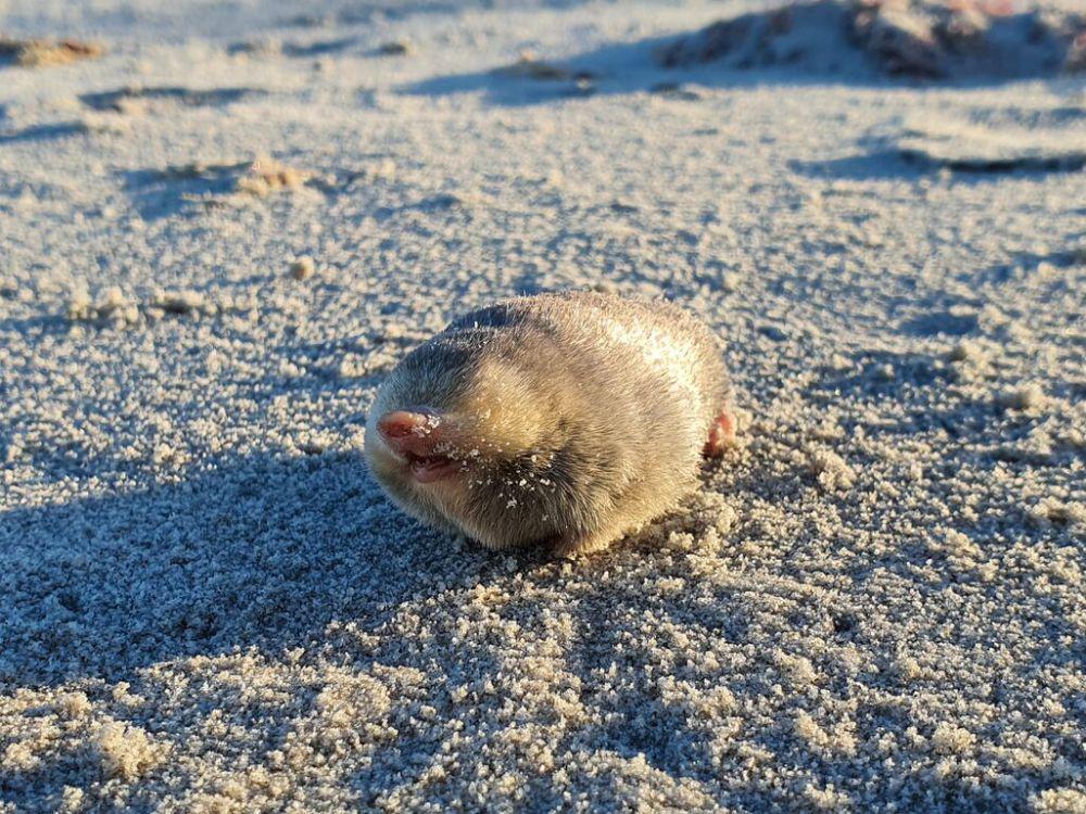3 Fakta Penemuan Kembali De Winton's Golden Mole. Hampir Saja Punah!