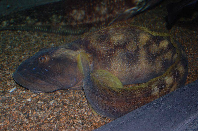 ikan pout laut di New England Aquarium, Boston (commons.wikimedia.org/Steven G. Johnson)