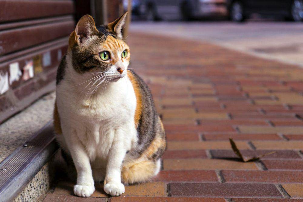 ilustrasi kucing (pexels.com/Jimmy Chan)