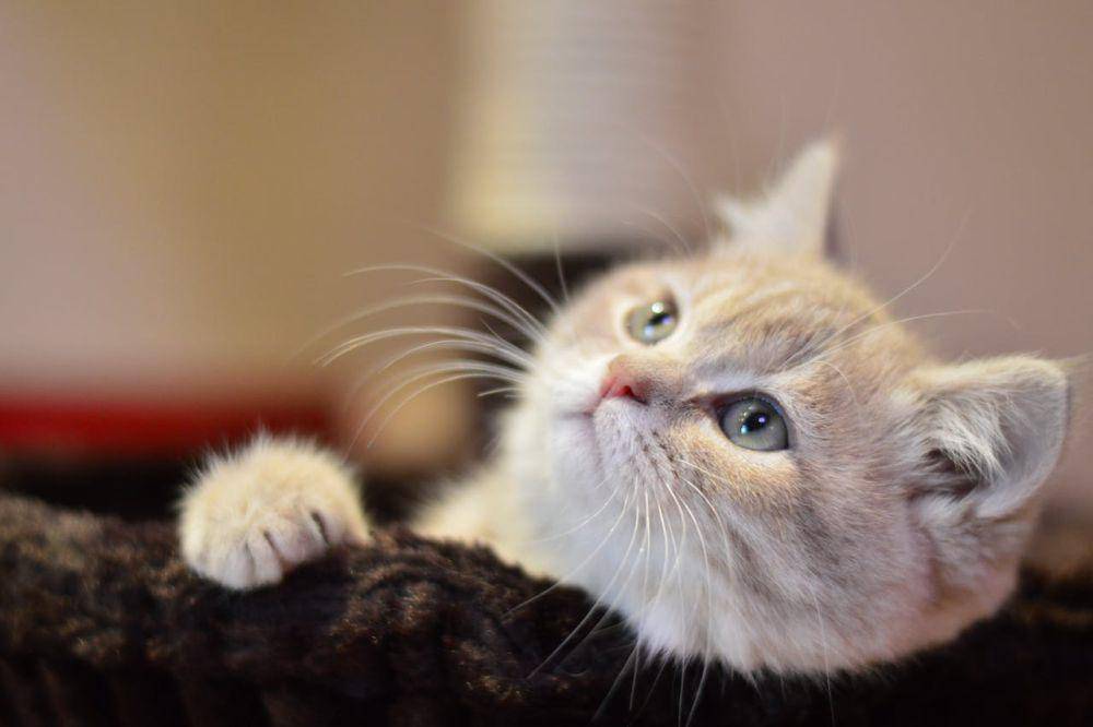 ilustrasi kucing (pexels.com/Pixabay)