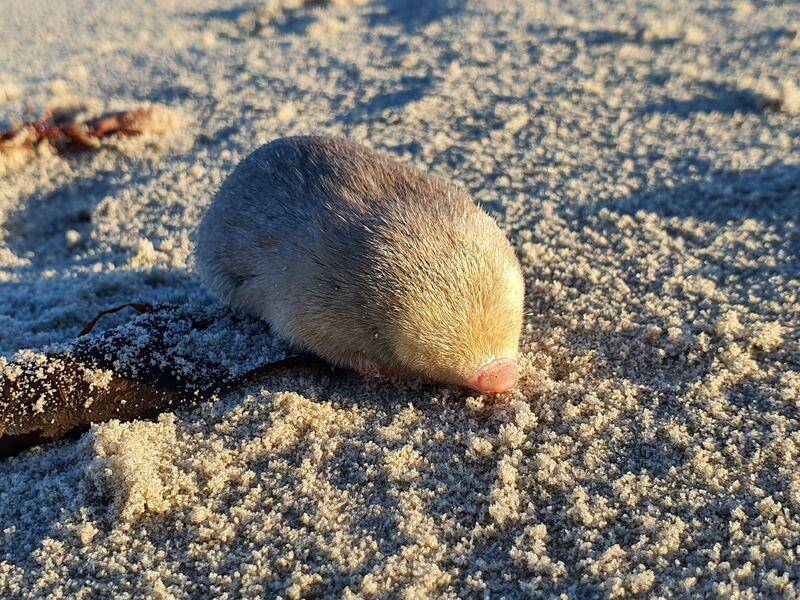 de Winton’s Golden mole (assets.globalwildlife.org/JP Le Roux)
