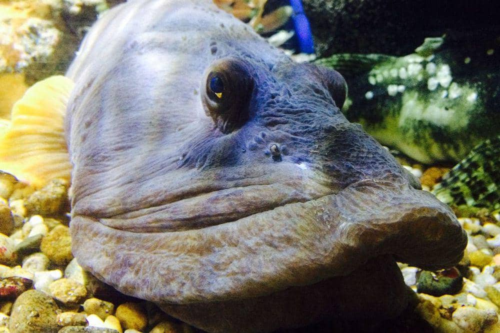 Punya Zat Unik, Ikan Aneh Ini Jadi Bahan Rekayasa Genetika