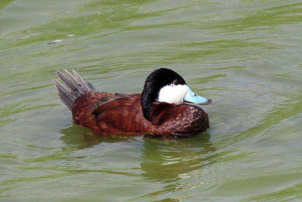 Bebek ruddy (commons.wikimedia.org/Don Faulkner)