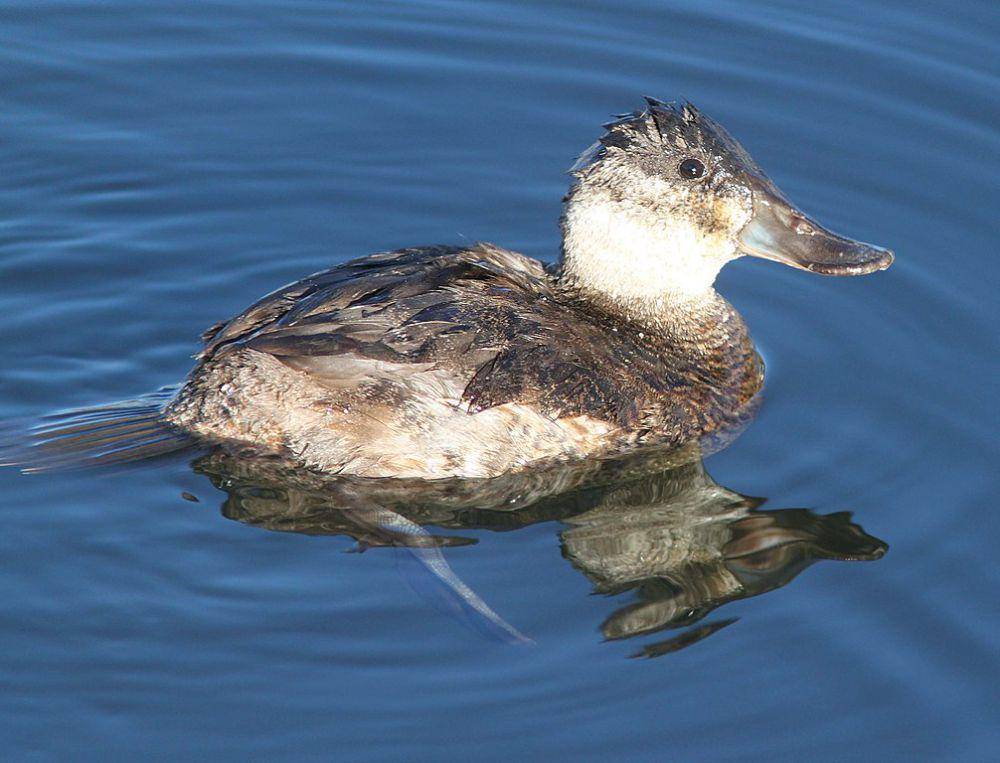 Bebek ruddy (commons.wikimedia.org/ALAN SCHMIERER)