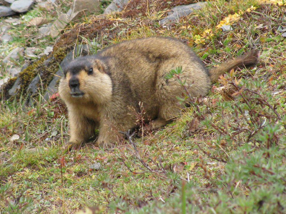 6 Fakta Marmot Himalaya, Berusaha Berlari Cepat saat Dikejar Pemangsa
