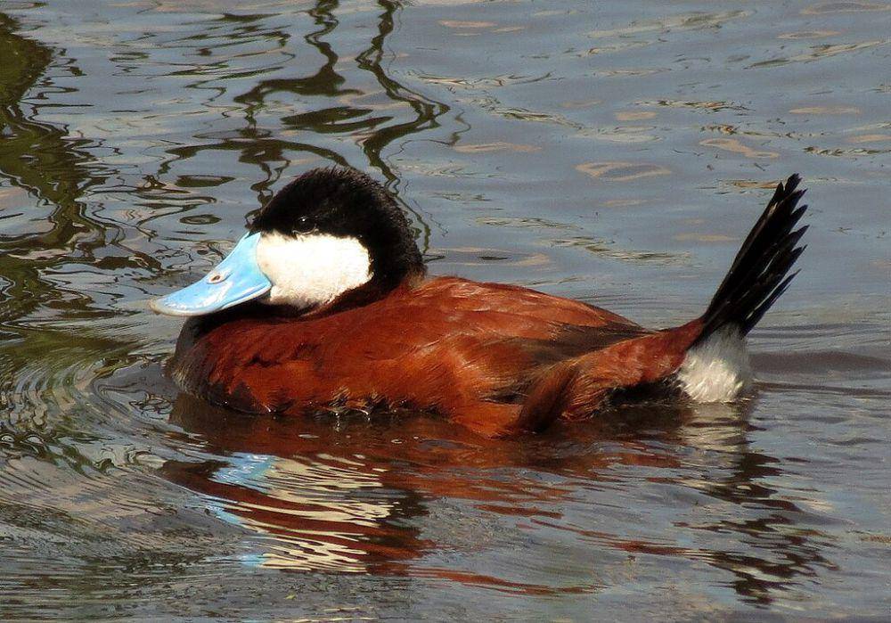 Bebek ruddy (commons.wikimedia.org/USFWS Midwest Region)