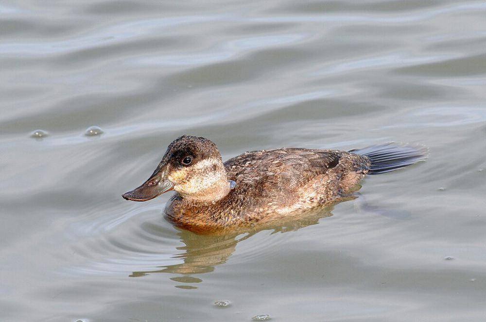Bebek ruddy (commons.wikimedia.org/Peter Massas)
