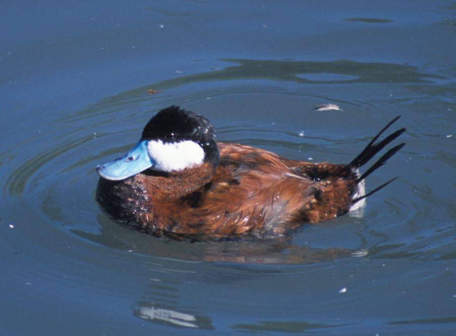 Bebek ruddy (commons.wikimedia.org/John Mosesso, Jr.)