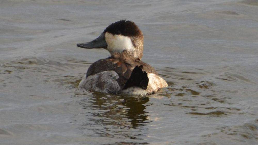 Bebek ruddy (commons.wikimedia.org/Andy Reago & Chrissy McClarren)