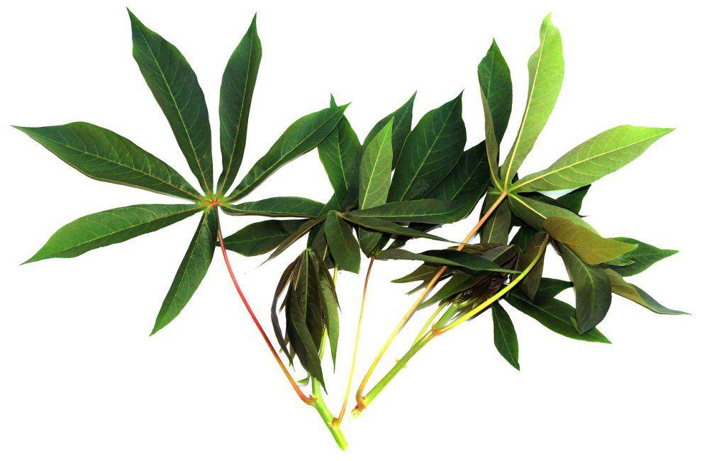 daun singkong (pixabay.com/Maya A. P)