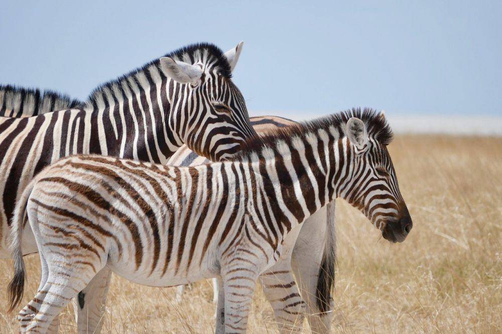 ilustrasi zebra (pixabay.com/Elvira Nagel)