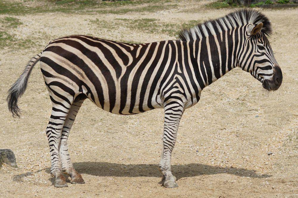 ilustrasi zebra (pixabay.com/Marcel Langthim)