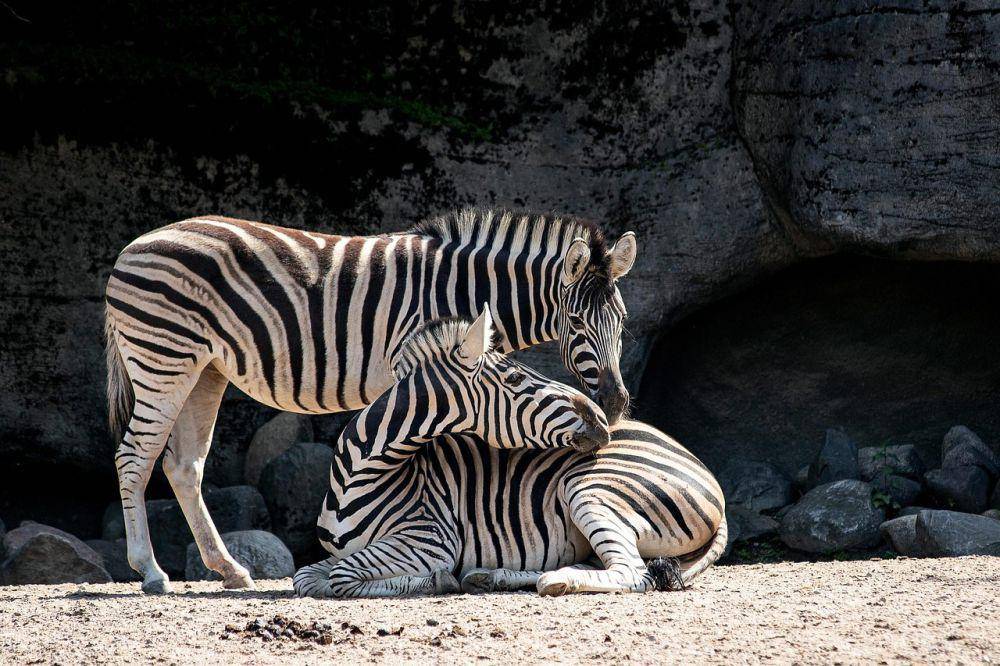 ilustrasi zebra (pixabay.com/minka2507)