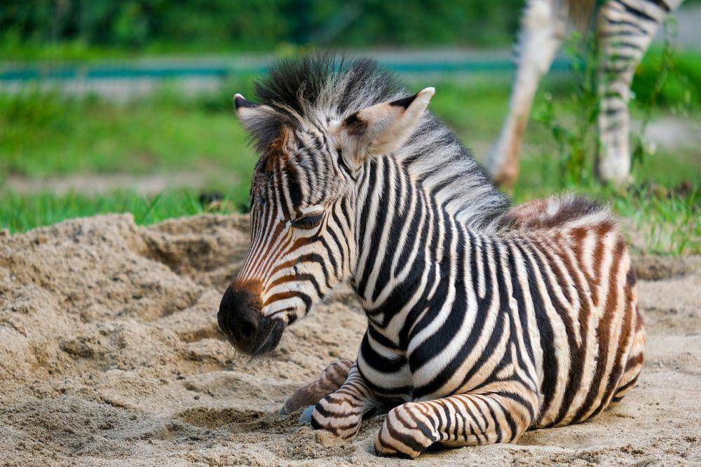 ilustrasi zebra (pixabay.com/Nicky ❤️🌿🐞🌿❤️)