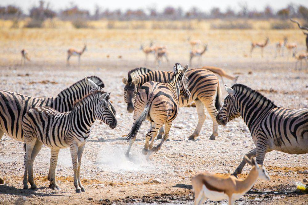 ilustrasi zebra (pixabay.com/Pfüderi)