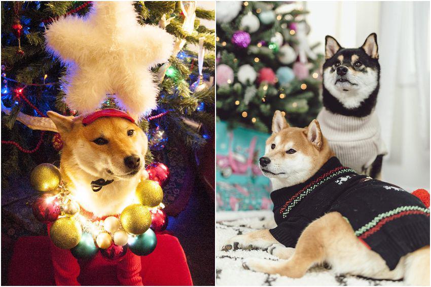 9 Potret Shiba Inu Pose Bareng Pohon Natal, Kalem dan Lucu