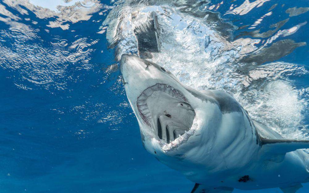 Potret ikan hiu.(pexels.com/Mile Ribeiro )
