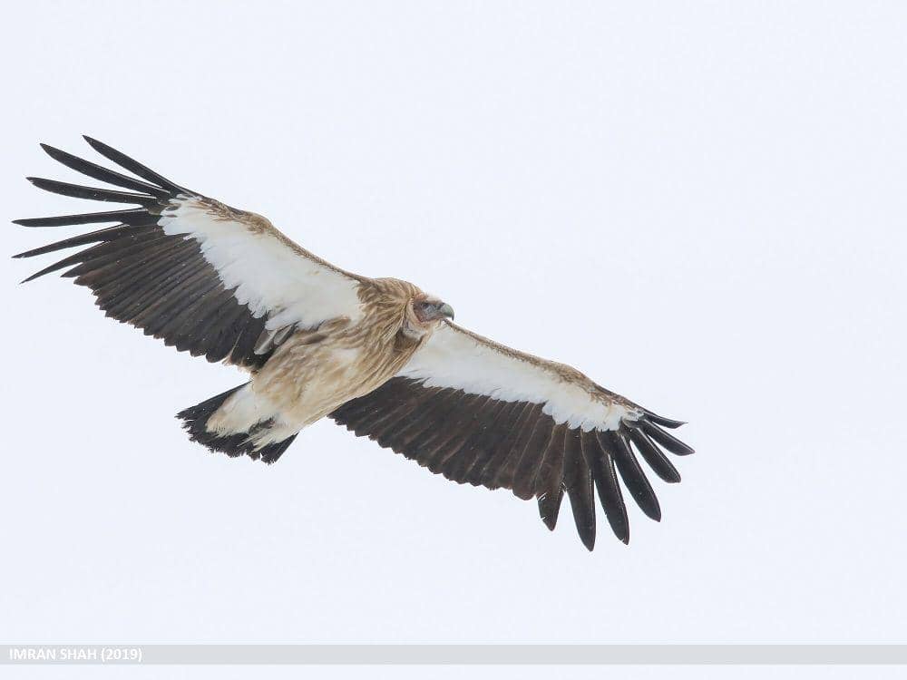 Hering himalaya (commons.m.wikimedia.org/Imran Shah)