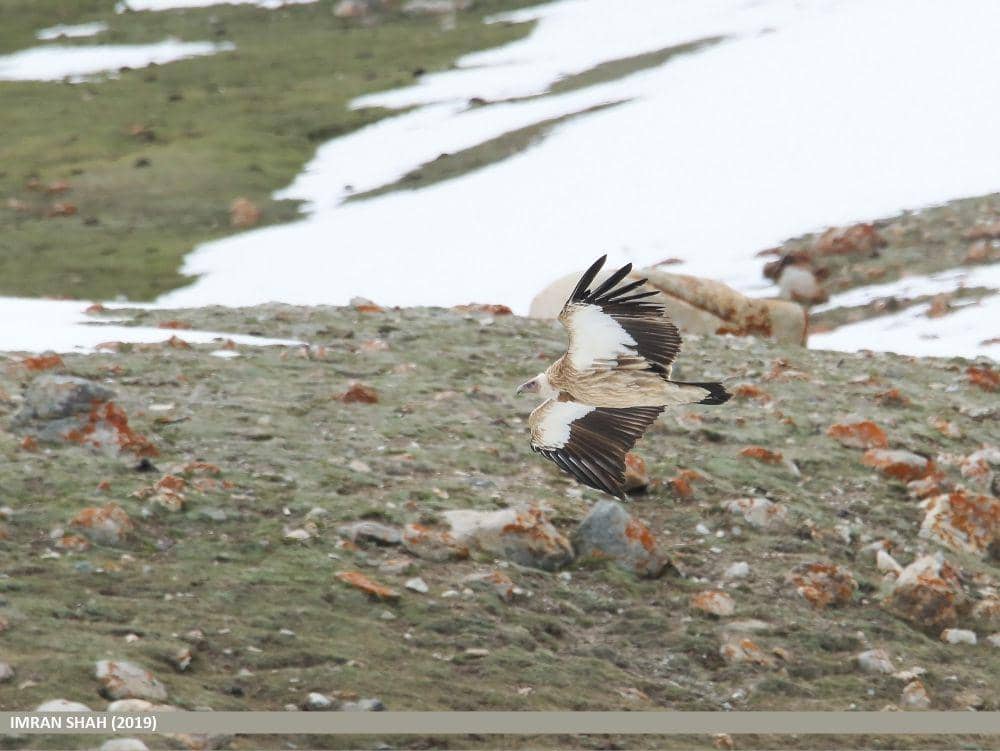 Hering himalaya (commons.m.wikimedia.org/Imran Shah)