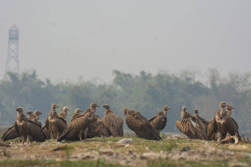 Hering himalaya (commons.m.wikimedia.org/Shamik18)
