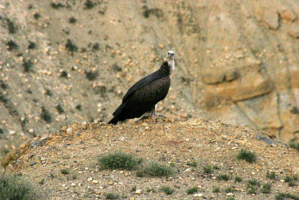 Hering himalaya (commons.m.wikimedia.org/Nita t100)