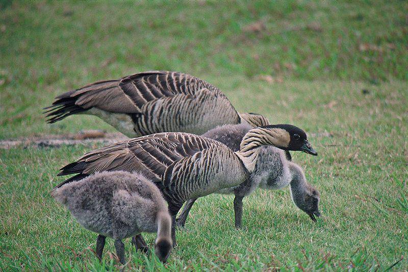 Hawaiian goose (commons.wikimedia.org/Lee Karney)