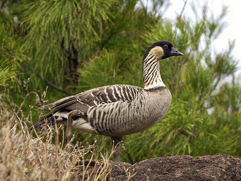 Hawaiian goose (commons.wikimedia.org/Jorg Hempel)