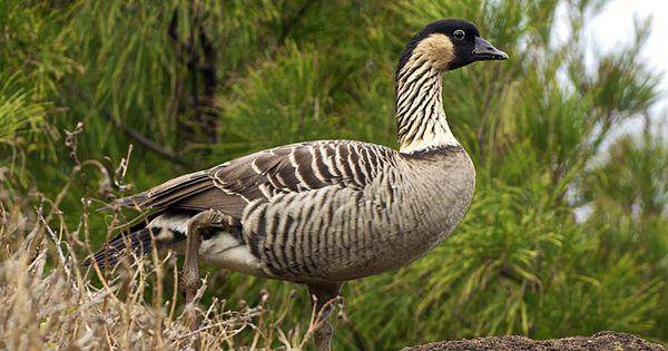 Hawaiian goose (commons.wikimedia.org/Jorg Hempel)