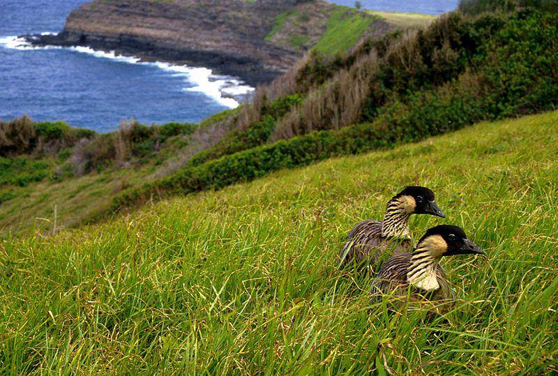 Hawaiian goose (commons.wikimedia.org/John and Karen)