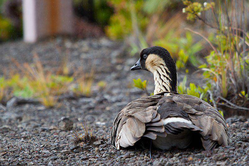 Hawaiian goose (commons.wikimedia.org/Matt MacGillivray)