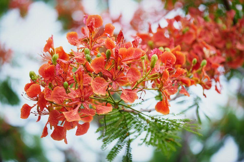 10 Fakta Menarik Pohon Flamboyan, Si Cantik Penghias Jalan