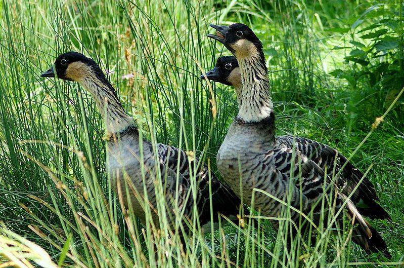 Hawaiian goose (commons.wikimedia.org/Nasserhalaweh)