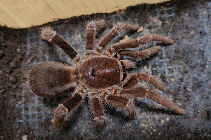 5 Fakta Unik King Baboon Tarantula, Spesies Terbesar dan Agresif