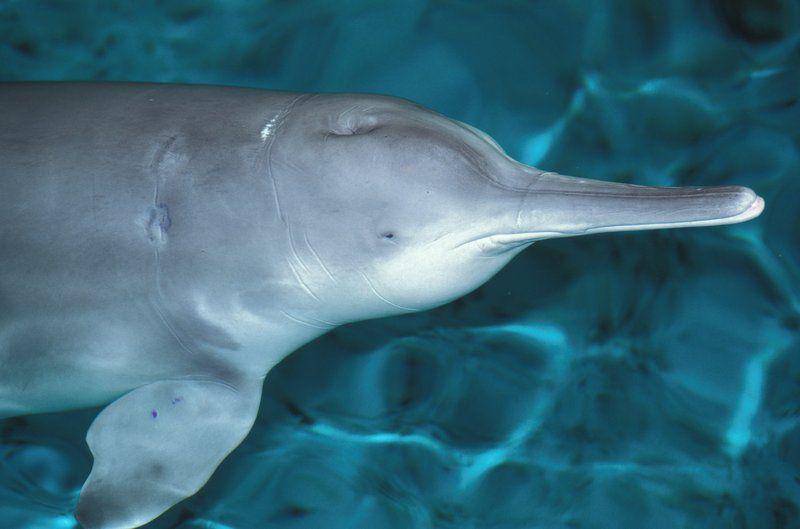 potret Qiqi, seekor baiji terakhir (last confirmed) yang merupakan spesies lumba-lumba air tawar Sungai Yangtze yang telah mati di tahun 2002 silam (commons.wikimedia.org/Roland Seitre)