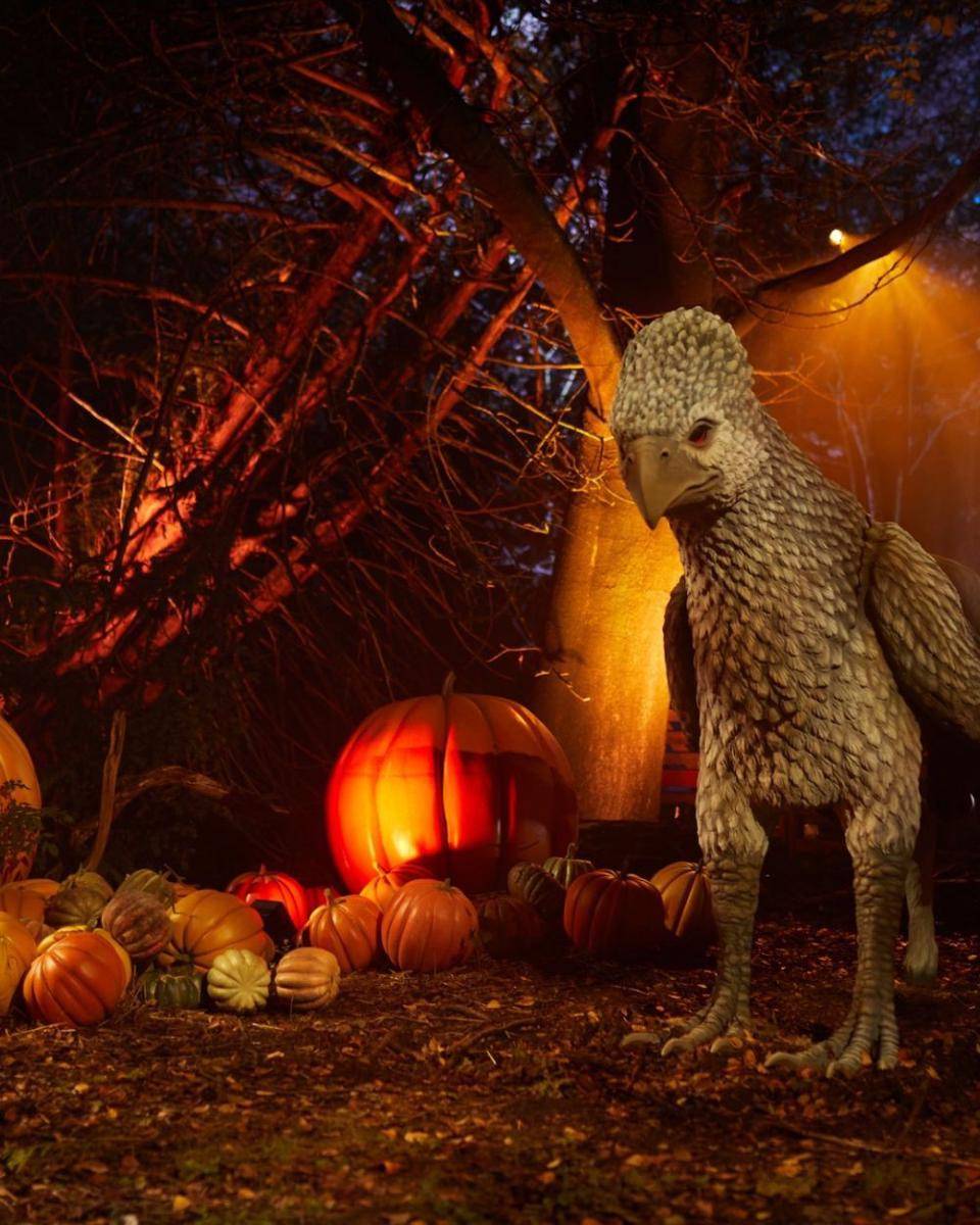 Harry Potter: A Forbidden Forest Experience (instagram.com/hpforbiddenforestexperience)