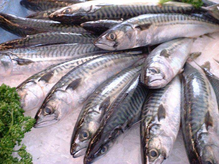 Ikan tenggiri (Jastrow, Public domain, via Wikimedia Commons)