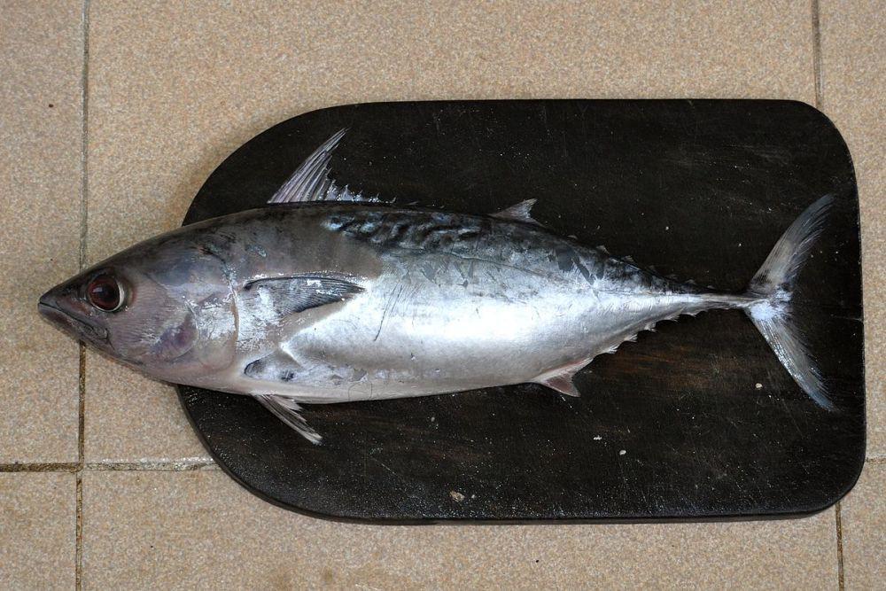 6 Jenis Ikan yang baik untuk Diet, Rendah Kalori dan Lezat!