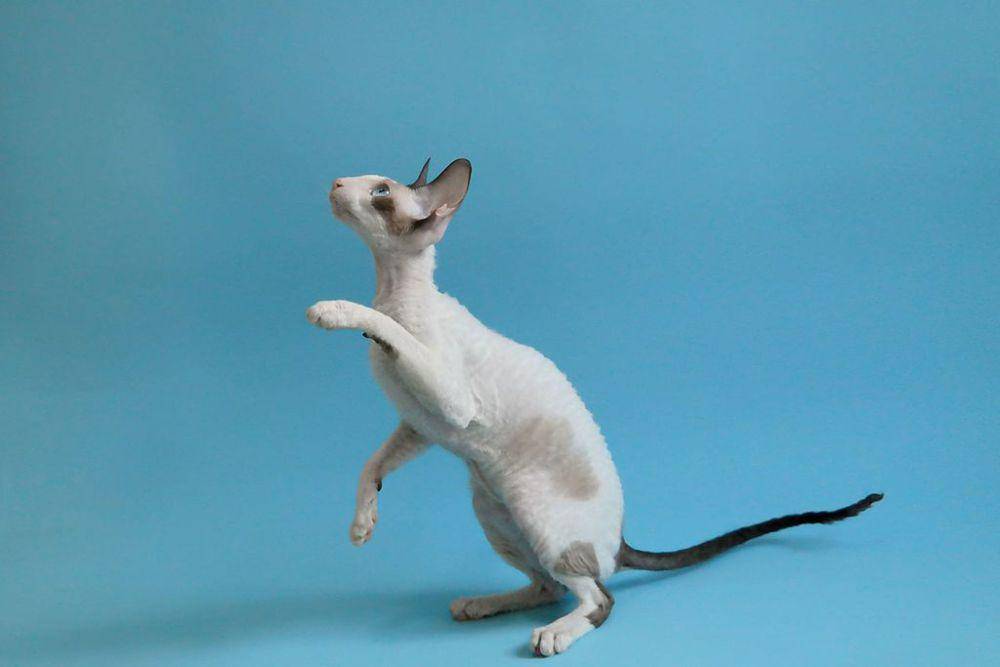 Kucing Cornish rex berwarna putih (commons.wikimedia.org/Alexandre Gonçalves)