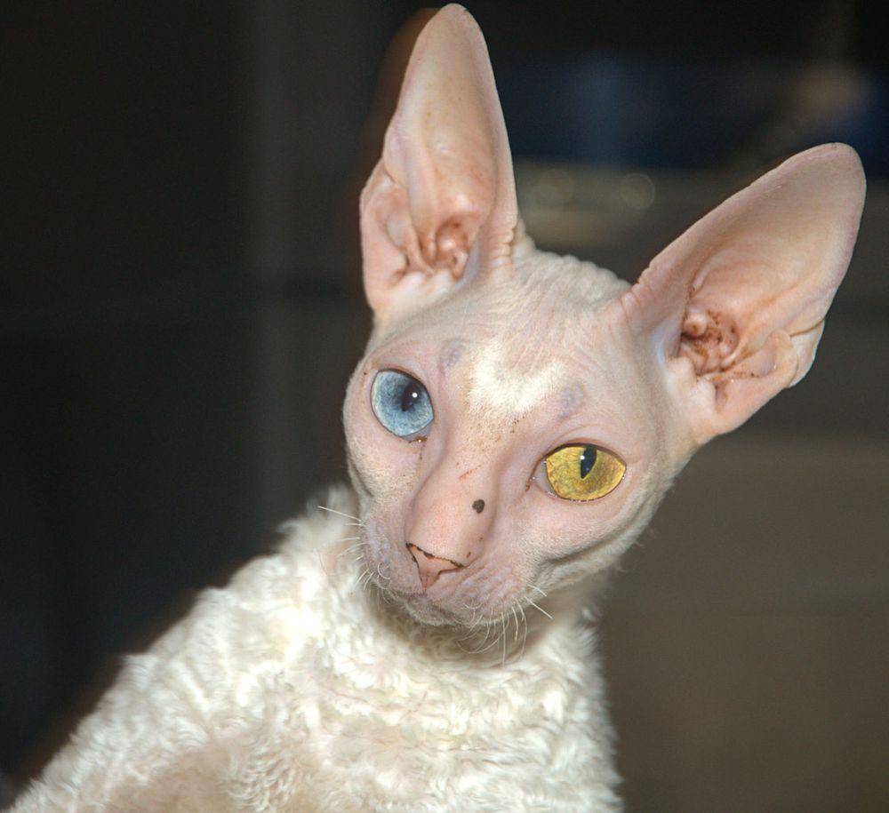 Kucing Cornish rex berwarna putih (commons.wikimedia.org/Korona Lacasse)