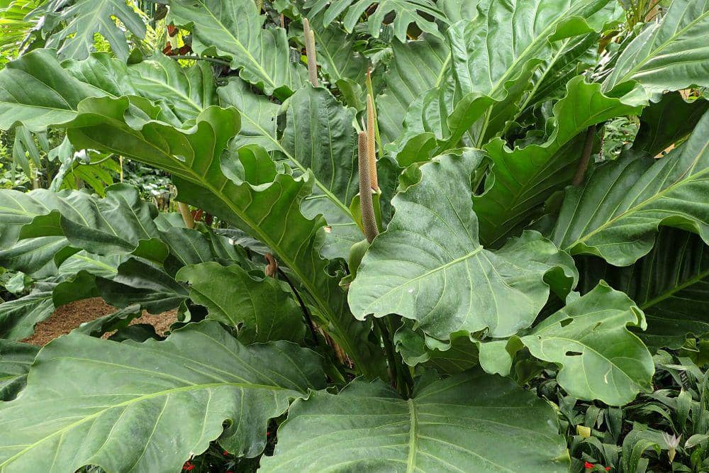 Anthurium hookeri (commons.m.wikimedia.org/Krzysztof Ziarnek, Kenraiz)