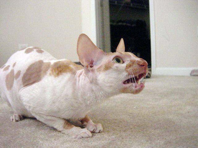 Kucing Cornish rex berwarna merah dan putih (commons.wikimedia.org/M1neral)