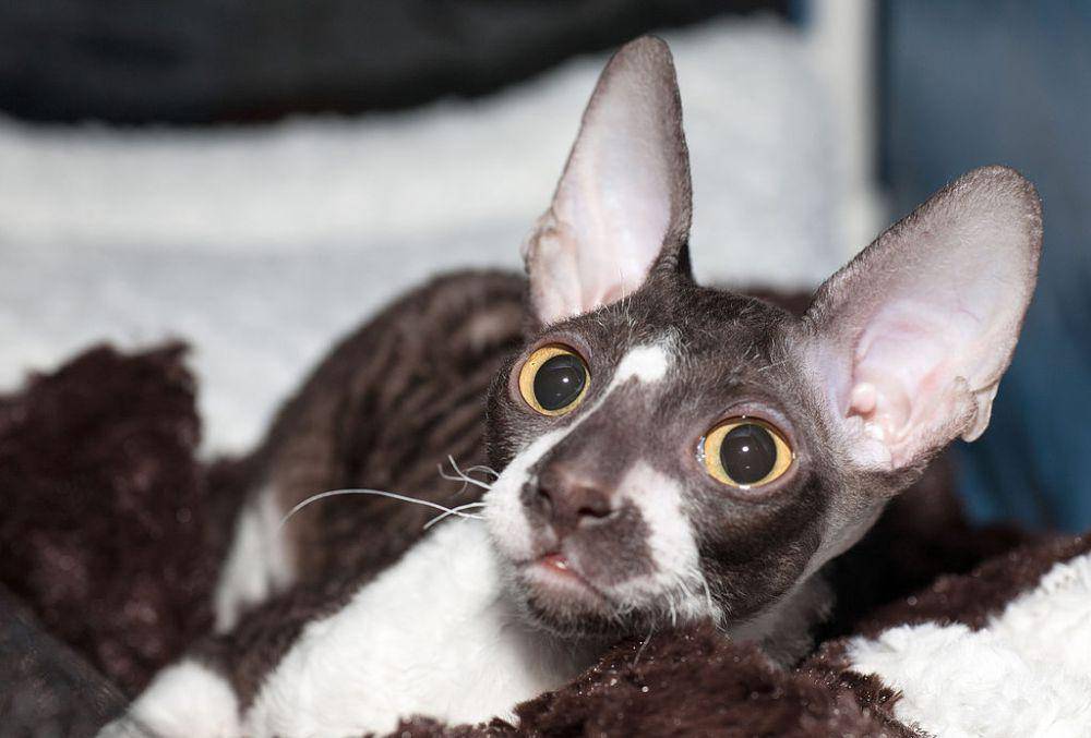 Kucing Cornish rex berwarna hitam (commons.wikimedia.org/Nickolas Titkov)