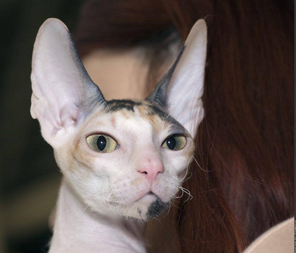 Kucing Cornish rex digendong seseorang (commons.wikimedia.org/Nickolas Titkov)