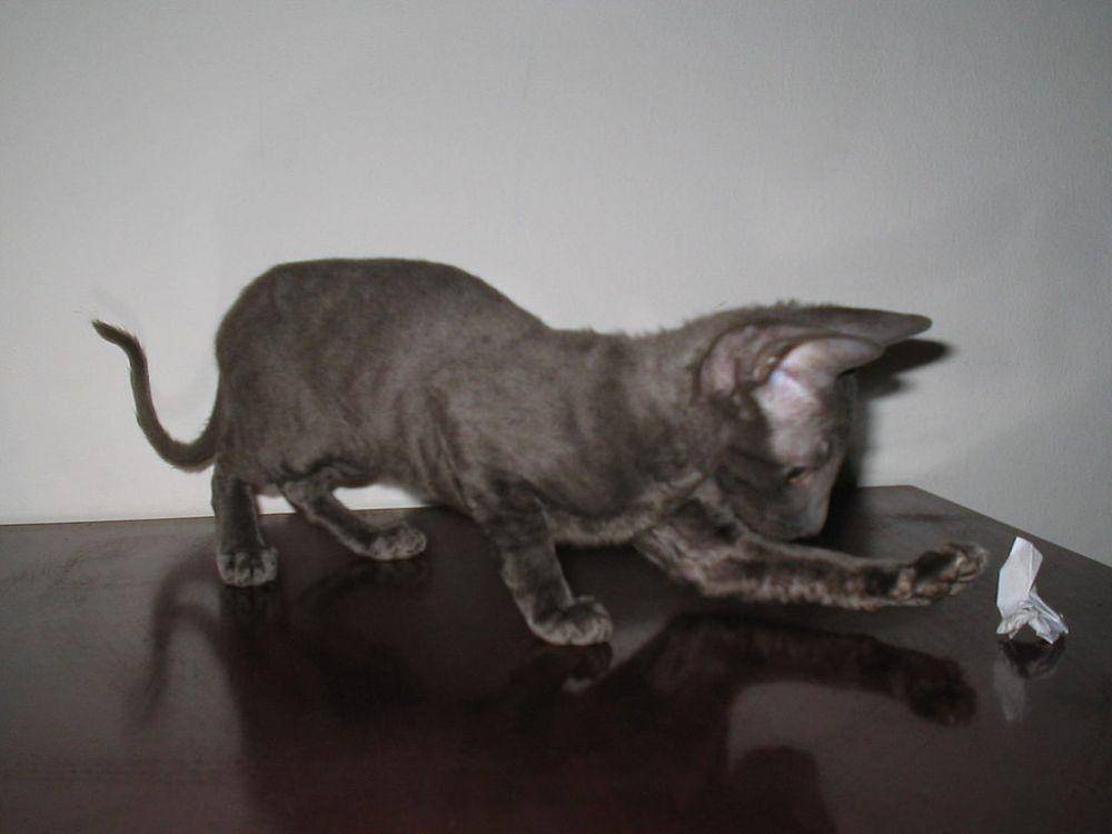 Anak kucing Cornish rex (commons.wikimedia.org/M.Minderhoud)