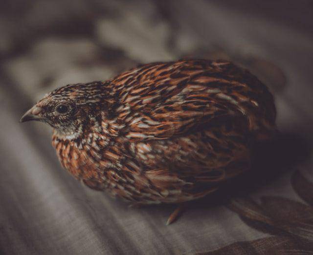 ilustrasi burung puyuh (unsplash.com/Ayman Ahmed)