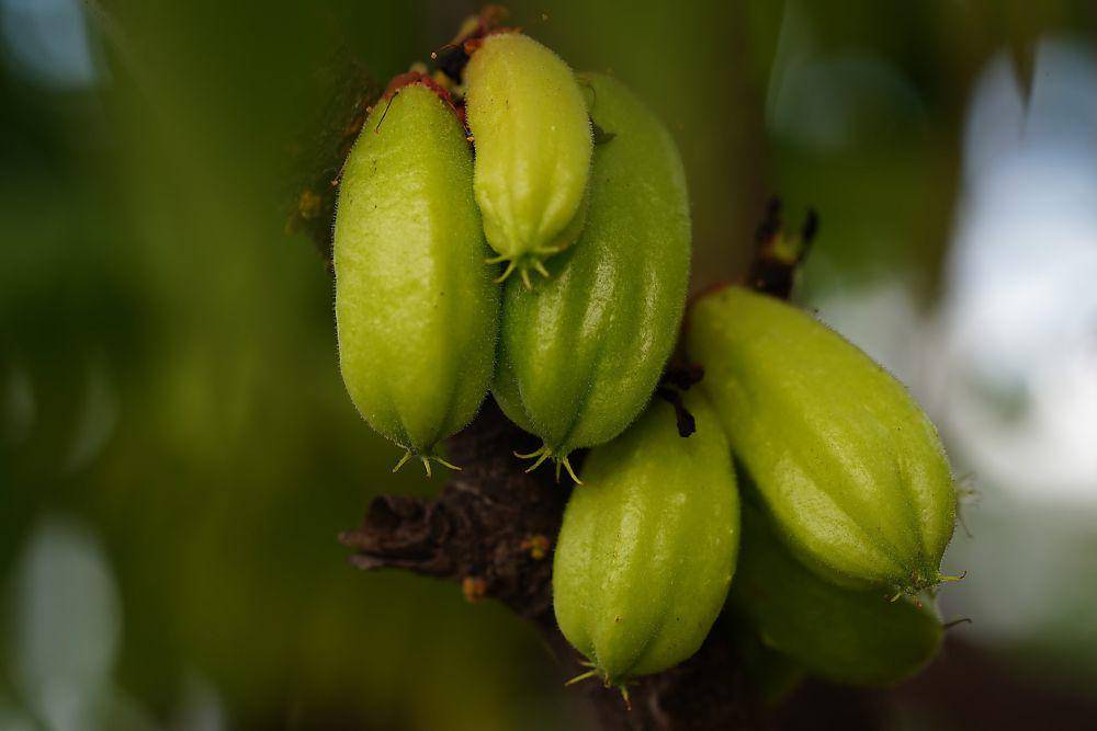 potret buah belimbing wuluh (pexels.com/Liana Horodetska)