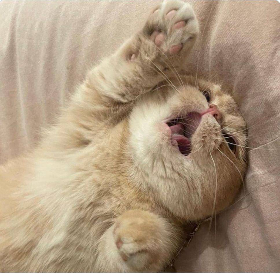 potret kucing lagi badmood (twitter.com/catswithanger))