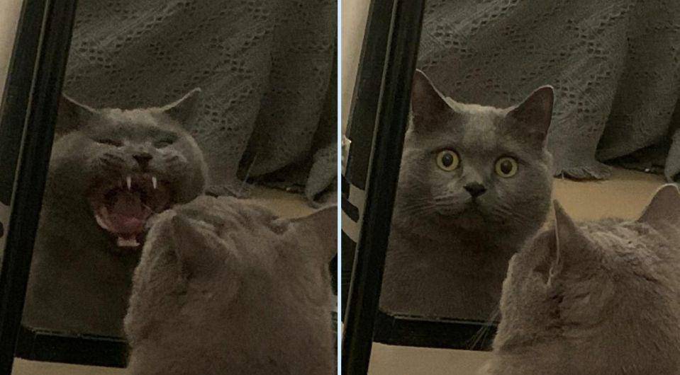 potret kucing lagi badmood (twitter.com/CATBRAINCELL)