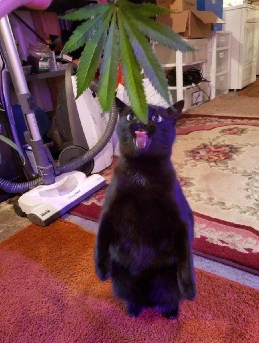 potret kucing lagi badmood (twitter.com/PumpkingThe)